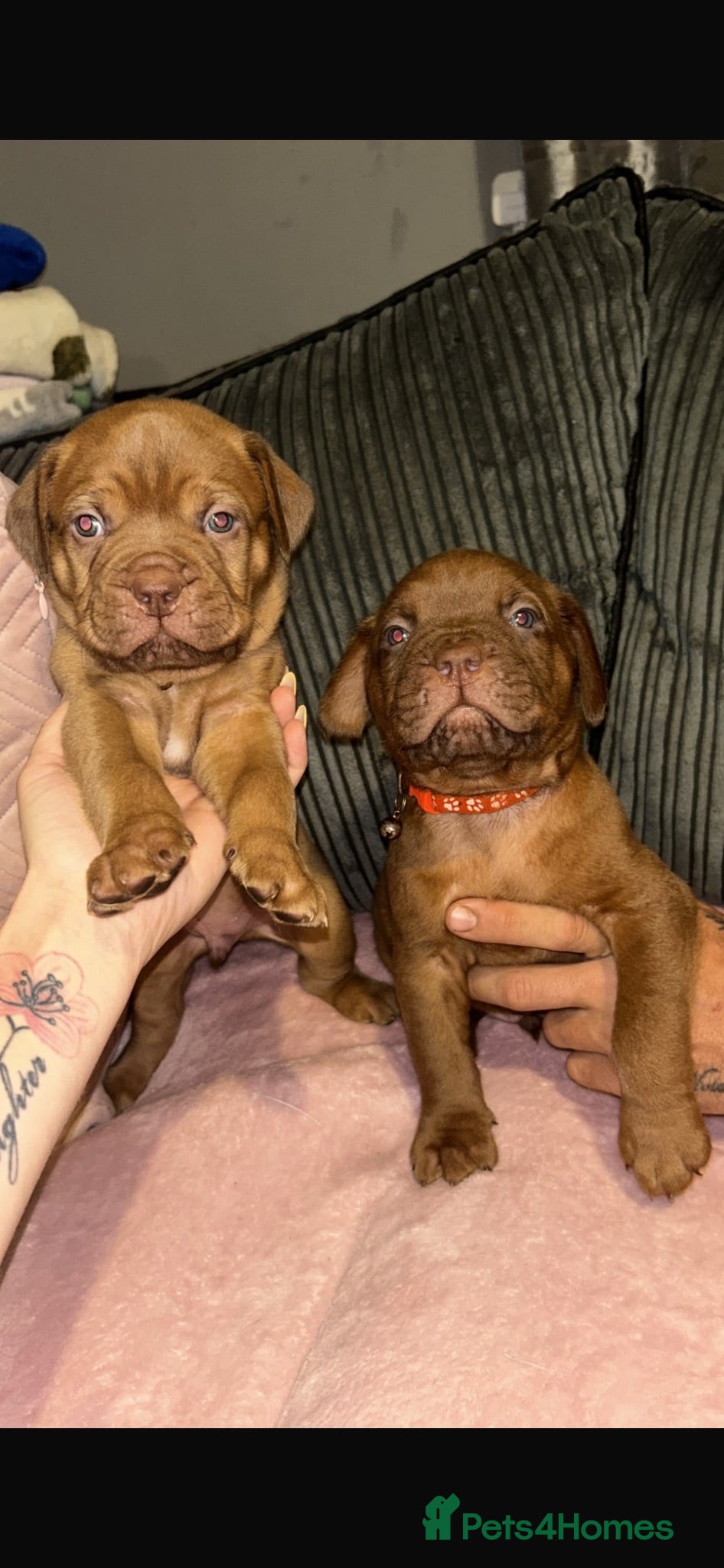 Dogue De Bordeaux dogs Dogue De Bordeaux Puppies - Advert 14