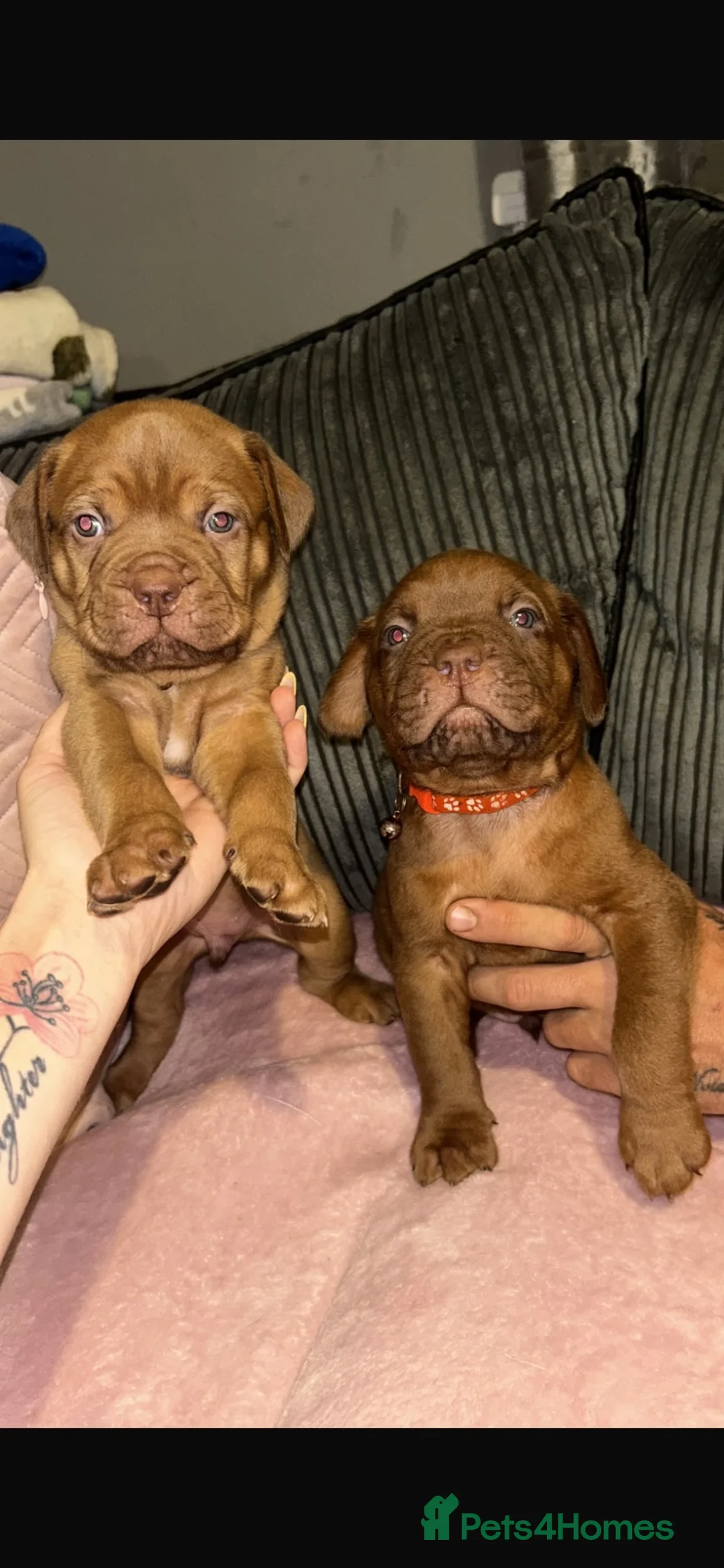 Dogue De Bordeaux dogs for sale: Dogue De Bordeaux Puppies - Advert 1