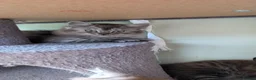 Mixed Breed cats for sale: 4 Incredible beautiful kittens! - Advert 8