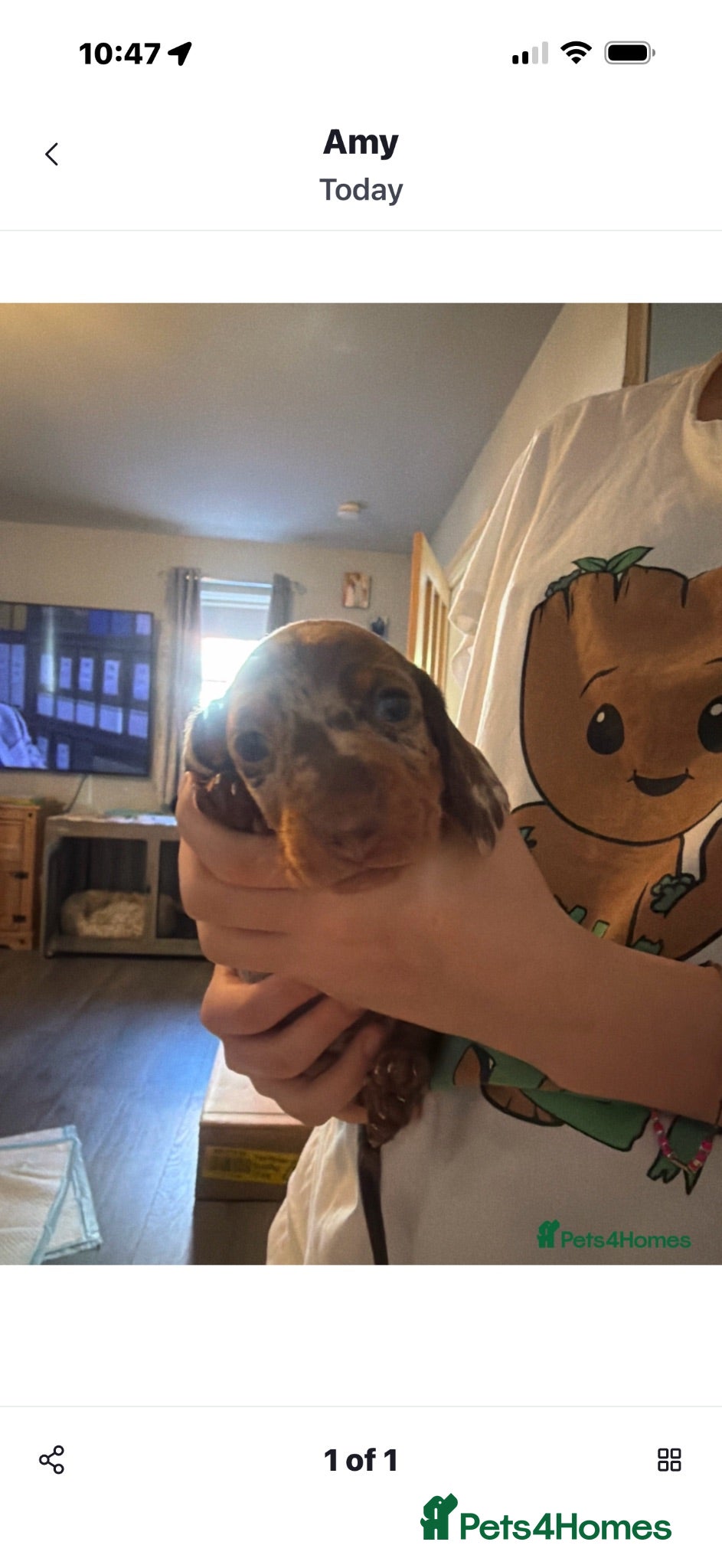Miniature Dachshund dogs Beautiful miniature dachshund puppies  - Advert 2