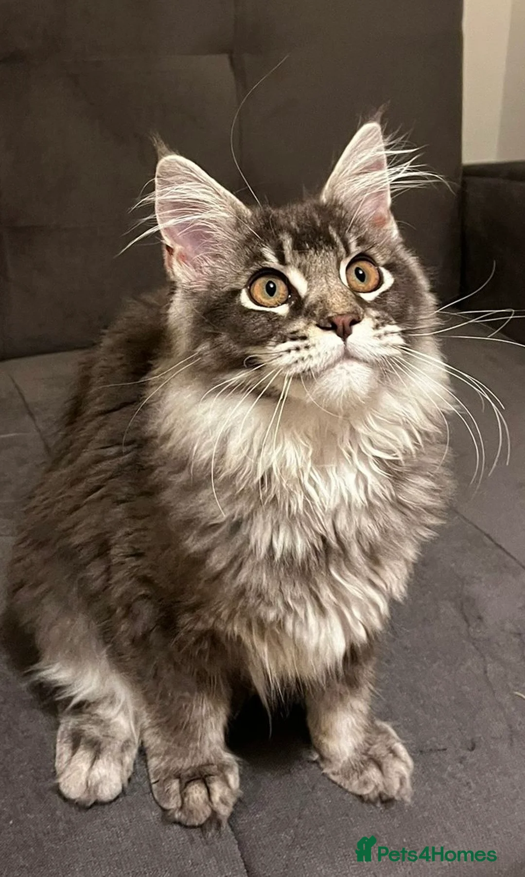 Maine Coon cats for sale: TICA Girl Maine Coon blue silver ticked  tabby - Advert 2