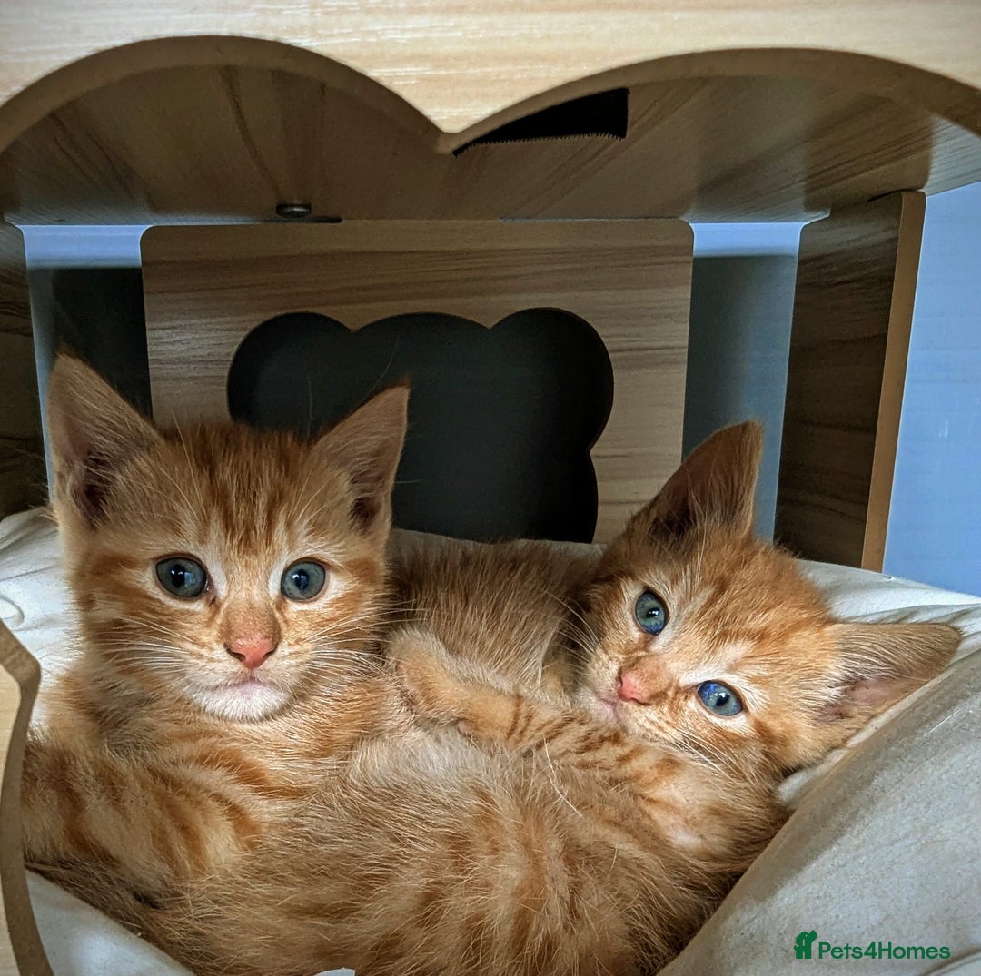 Mixed Breed cats for sale: Jack and Jill ready for a home  - Image 1