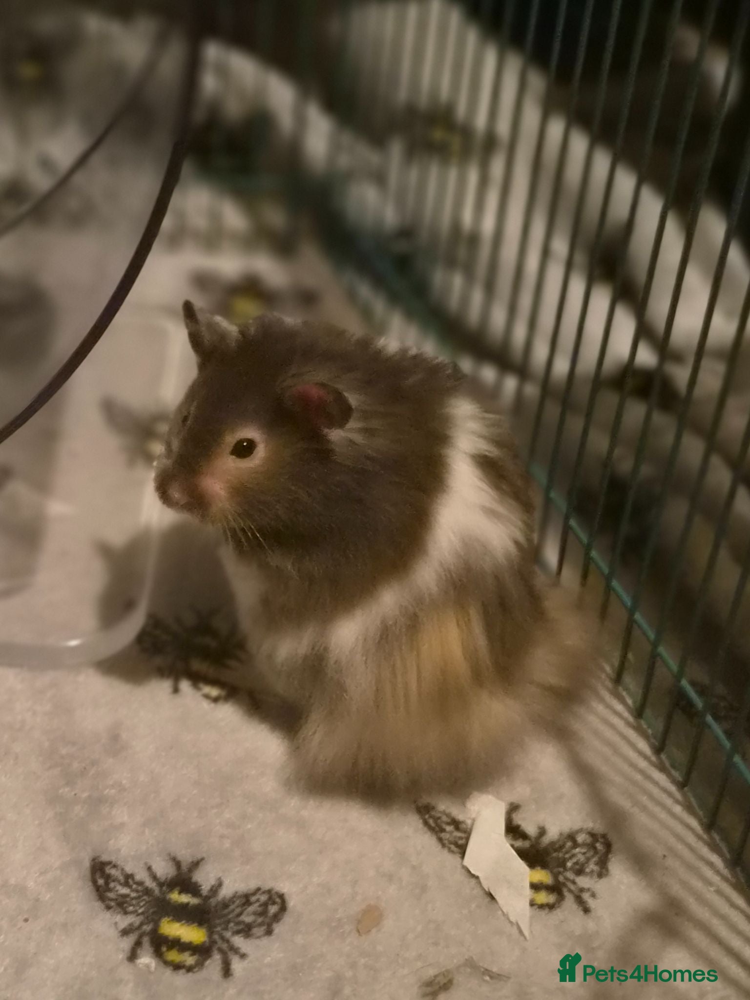 Hamster rodents Male Long Haired Pedigree Syrian Hamster Pups  - Advert 1