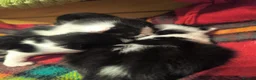 Mixed Breed cats for sale: Kittens for sale  in Peterborough - Advert 14