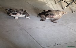 American Bully dogs for sale: American Pocket Bullys  - Image 5