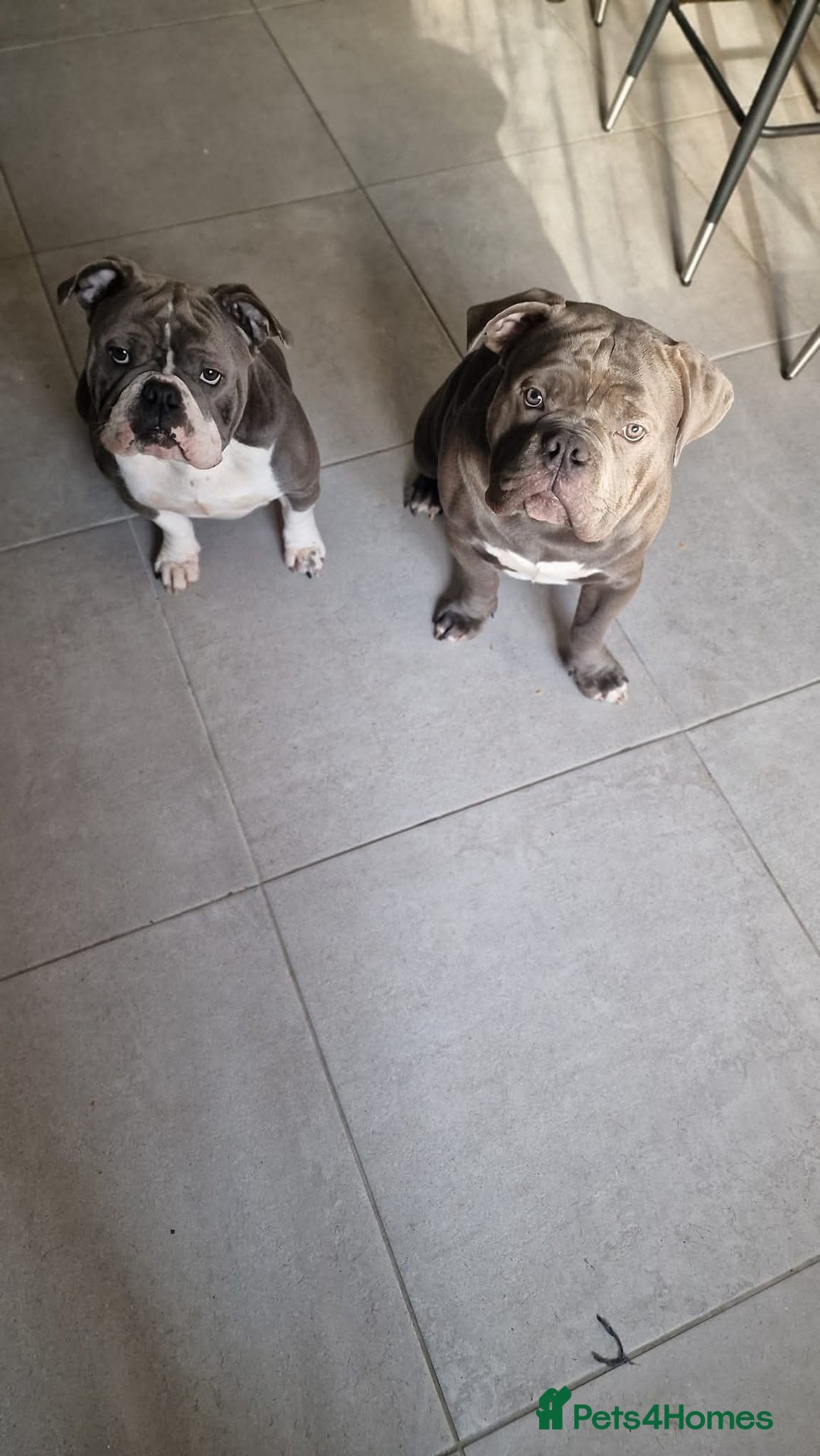 American Bully dogs for sale: American Pocket Bullys  - Image 5