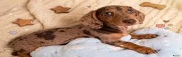 Miniature Dachshund dogs for sale: KC Reg Mini Dachshund Puppies Ready Now (Walsall) - Advert 7