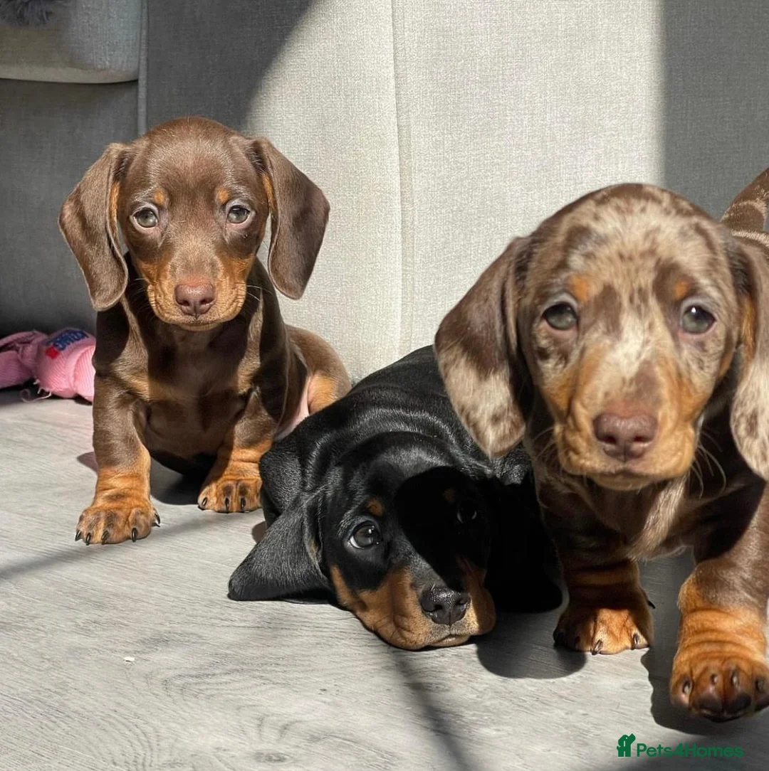 Miniature Dachshund dogs for sale: Big and Bulky Miniature Dachshund puppies. in Lancaster - Advert 8