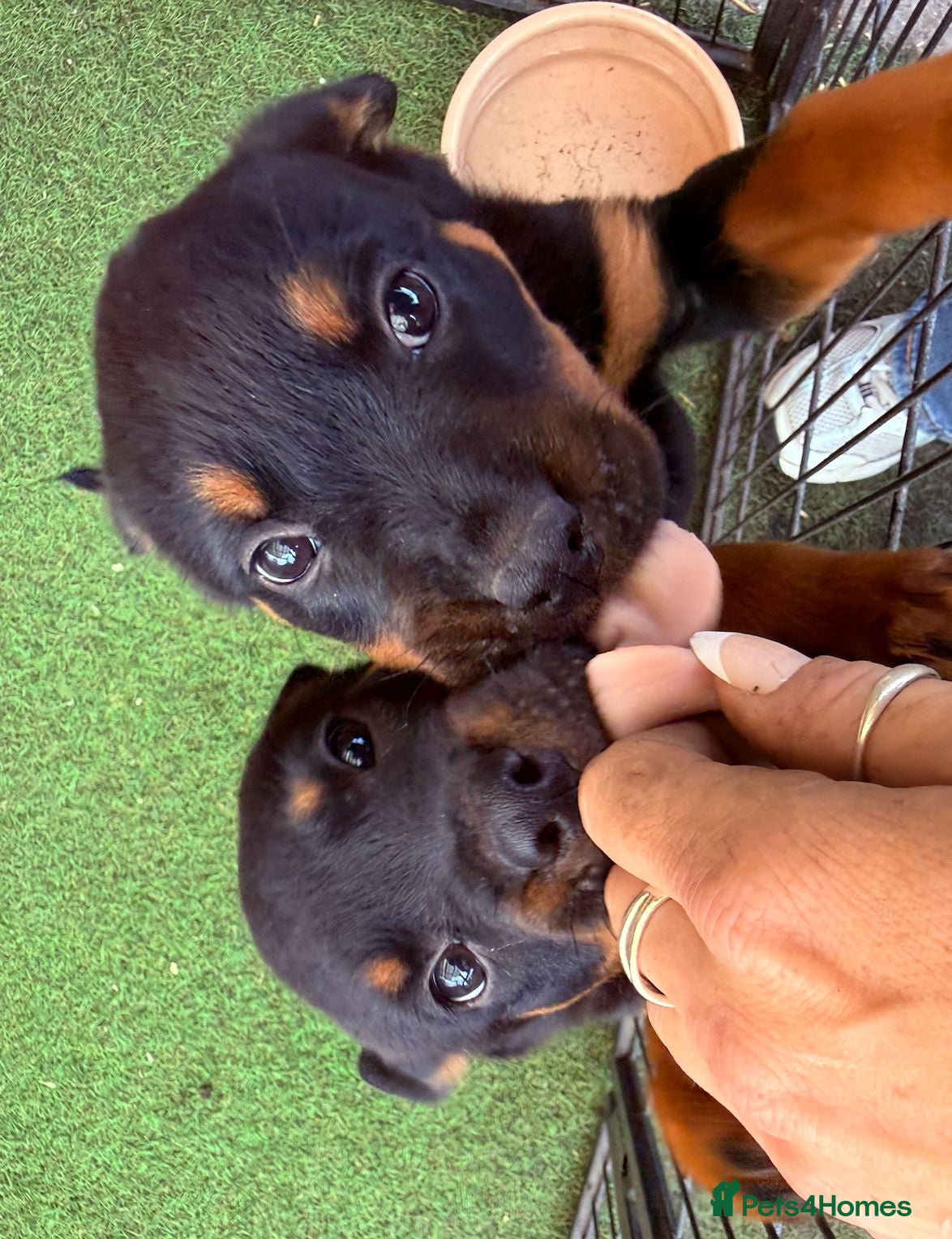 Rottweiler dogs 8 Gorgeous Rottweiler Puppies  - Advert 3