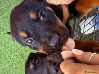 Rottweiler dogs 8 Gorgeous Rottweiler Puppies - Advert 3
