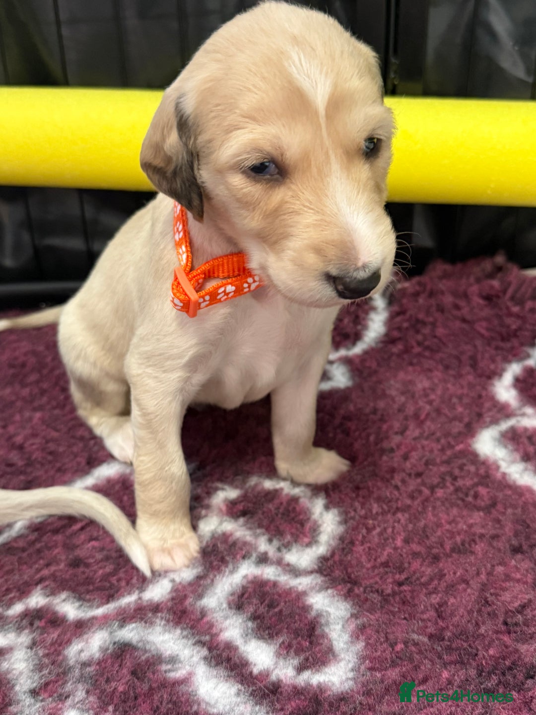 Saluki dogs for sale: Beautiful Saluki (new updated photos)  - Image 33