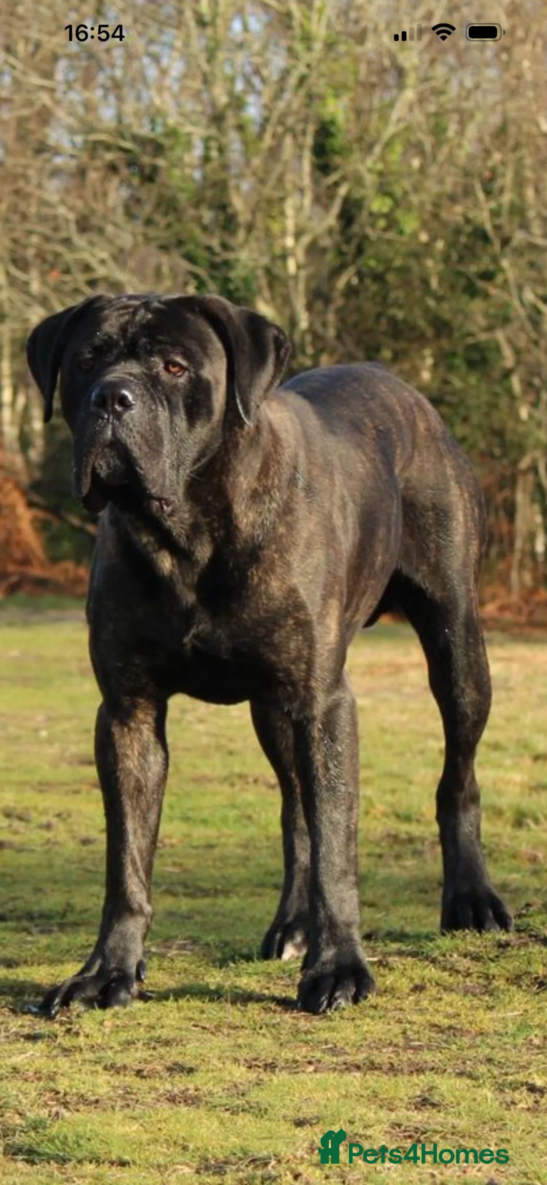 Cane Corso dogs for stud: FCI CANE CORSO MALE AT STUD - Advert 2