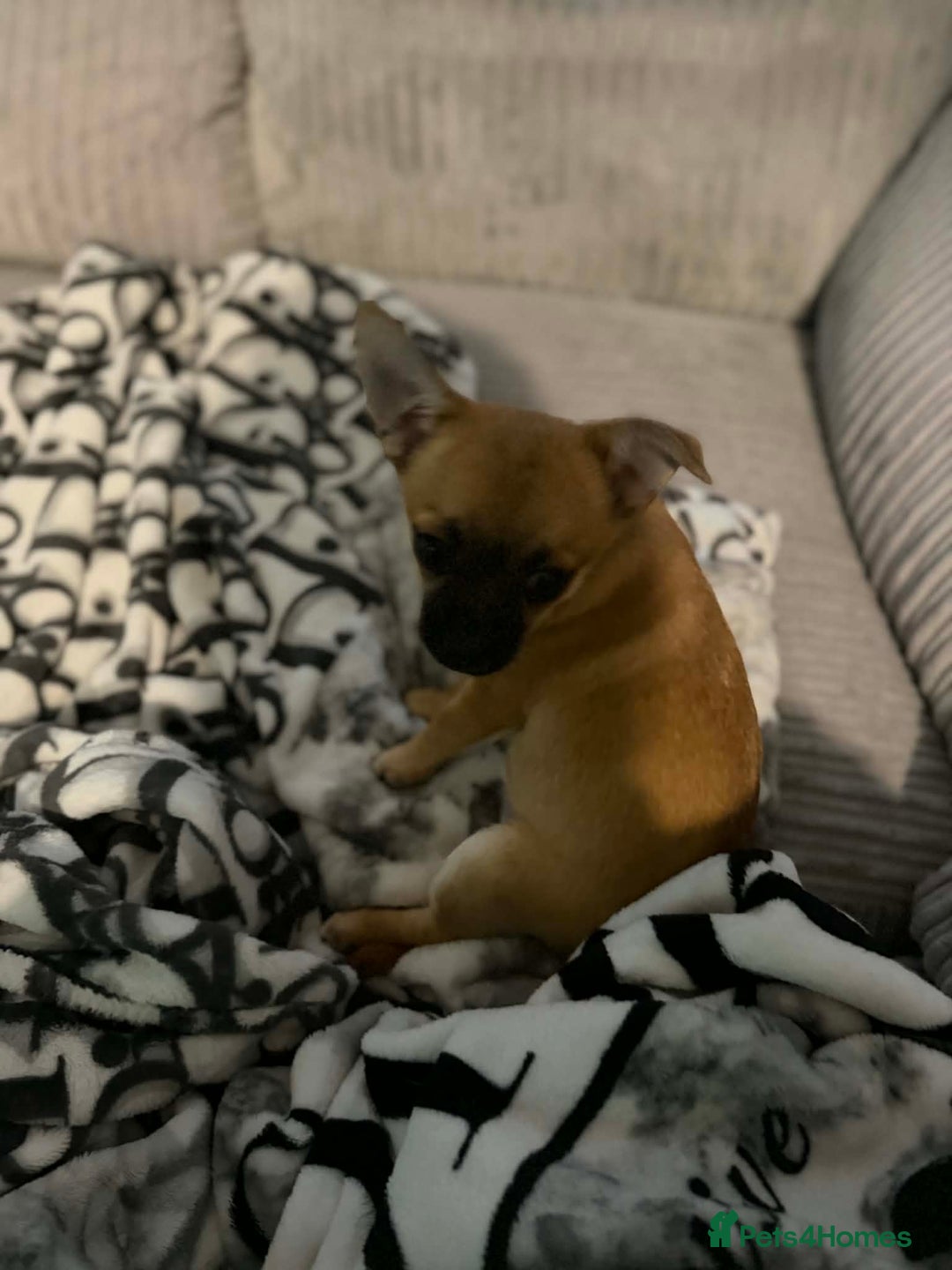 Pomchi dogs for sale: pomchi puppy female  - Advert 8