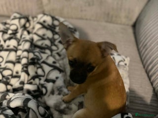 Pomchi dogs pomchi puppy female - Advert 1