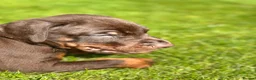 Dobermann dogs for sale: CHESHIRE WORLD CLASS DOBERMAN PUPPY - Advert 8