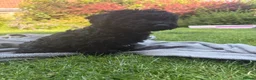 Cockapoo dogs for sale: Beautiful F2B miniature Cockapoos - Black - Advert 3