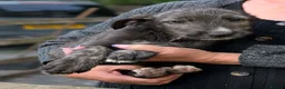 Irish Wolfhound dogs for sale: Irish Wolfhound Puppies  - Advert 7