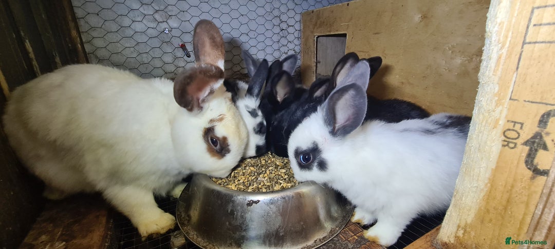 New Zealand rabbits for sale: New Zealand Black  - Advert 5