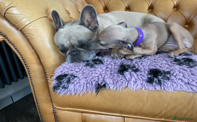 Italian Greyhound dogs - Advert 1