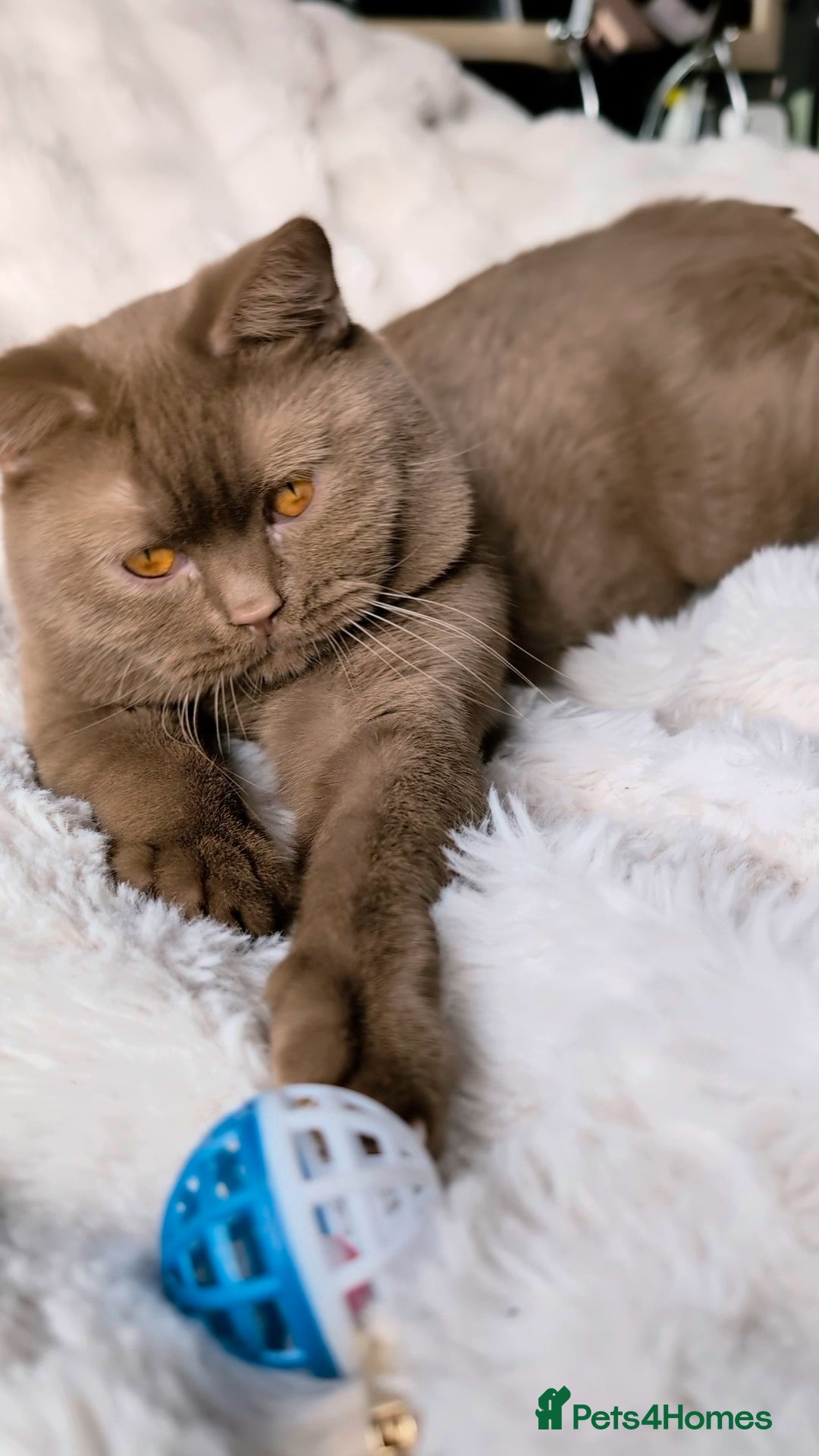 British Shorthair cats for stud: 💦CINNAMON🩸Blood B❣️GCCF & TICA 💙STUD only  - Advert 5