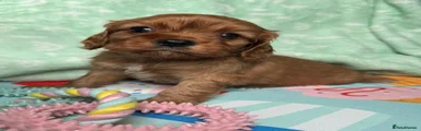 Cavalier King Charles Spaniel 3