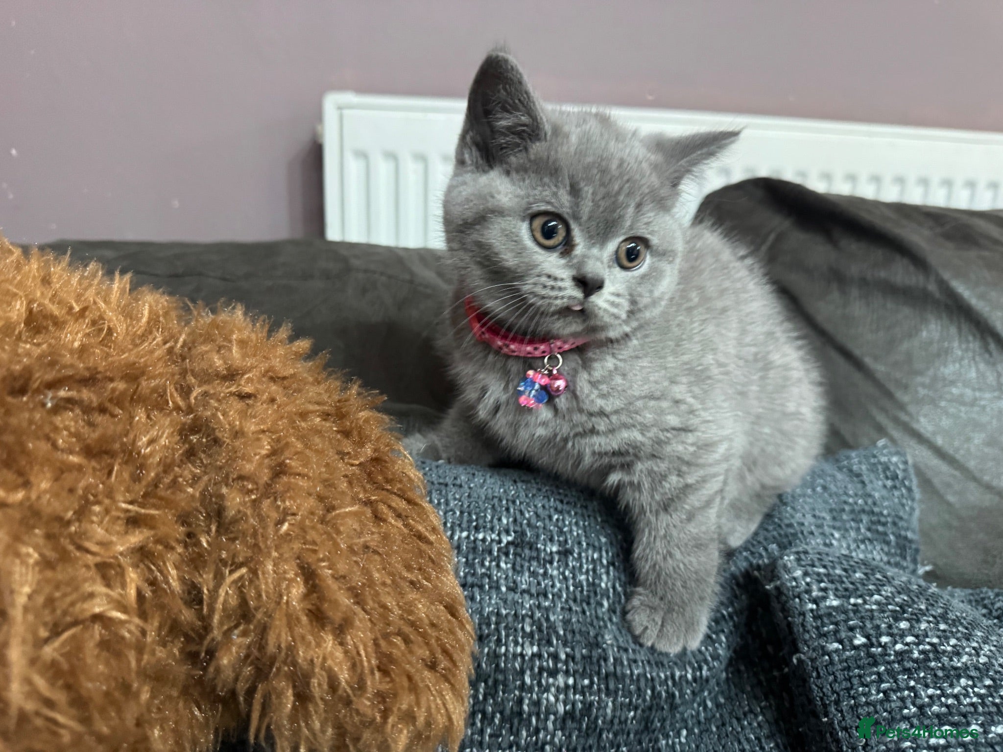 British Shorthair cats 🐾 Beautiful British Shorthair Girl 🐾 - Advert 3