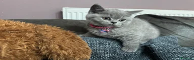 British Shorthair 1