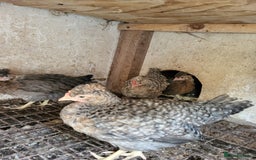 Chickens poultry for sale: Chicken for sale - Image 2
