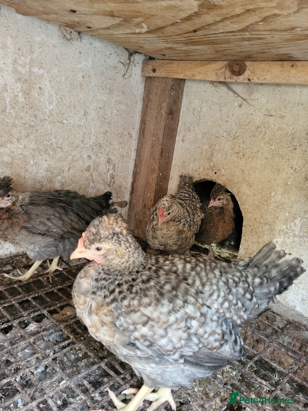 Chickens poultry for sale: Chicken for sale - Image 2