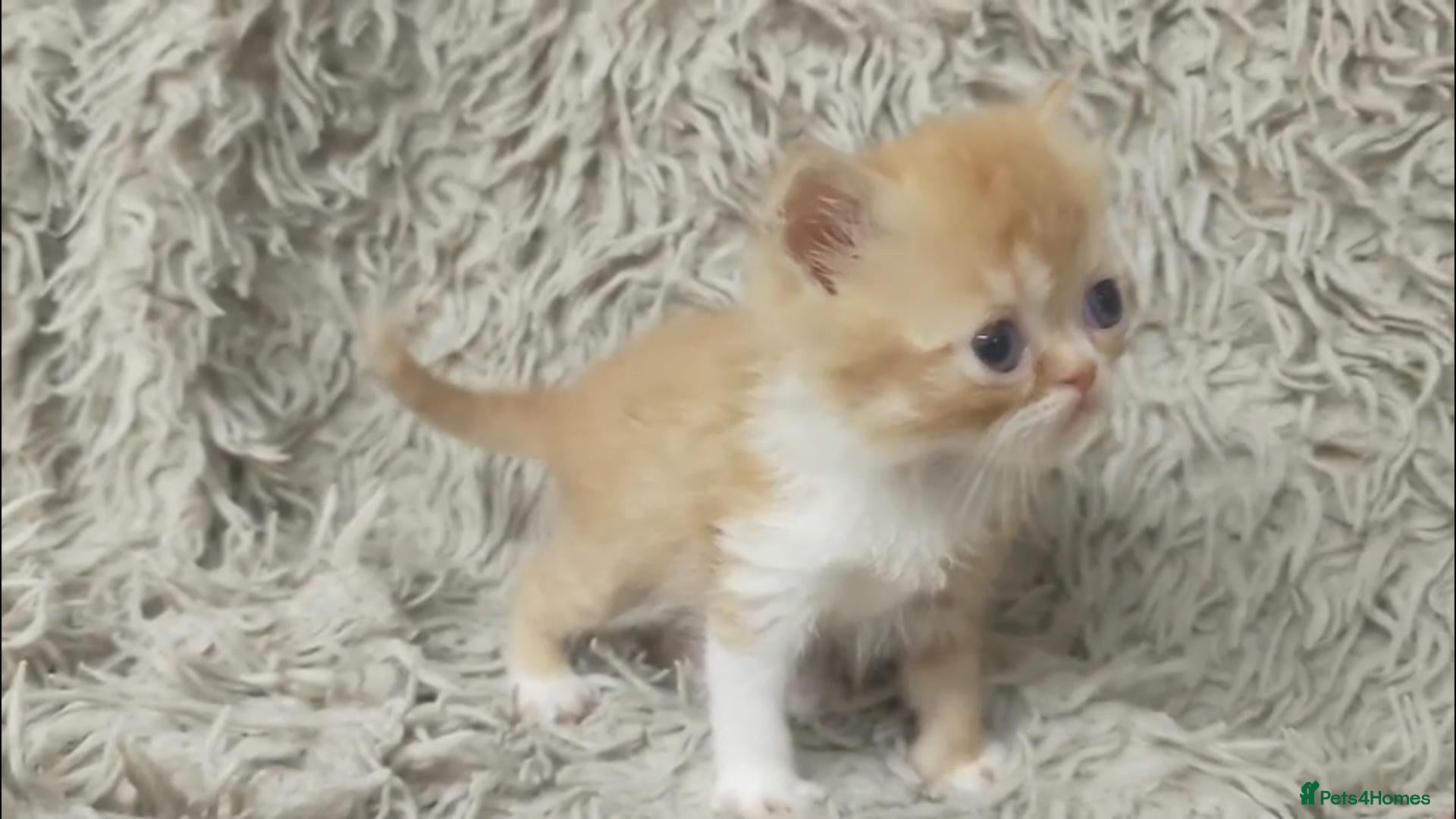 Persian cats Beautiful Persian kittens - Advert 1