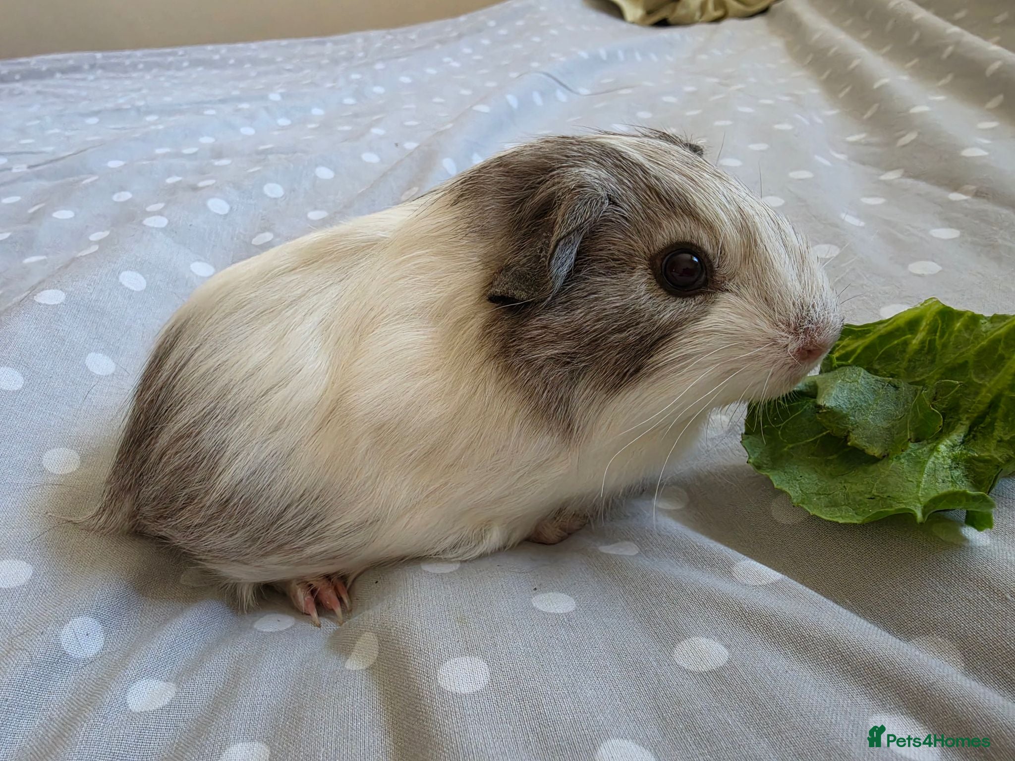 Guinea Pig rodents Boys rtl  - Advert 1