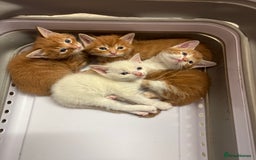 Maine Coon cats for sale: Ginger tiger striped fluffy maincoon mix.  - Image 5