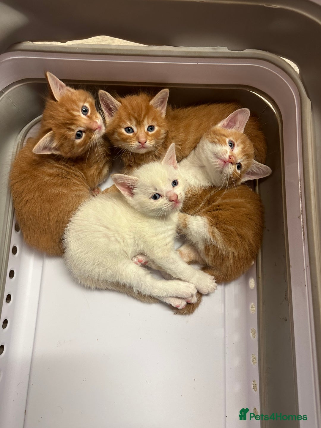 Maine Coon cats for sale: Ginger tiger striped fluffy maincoon mix.  - Image 5