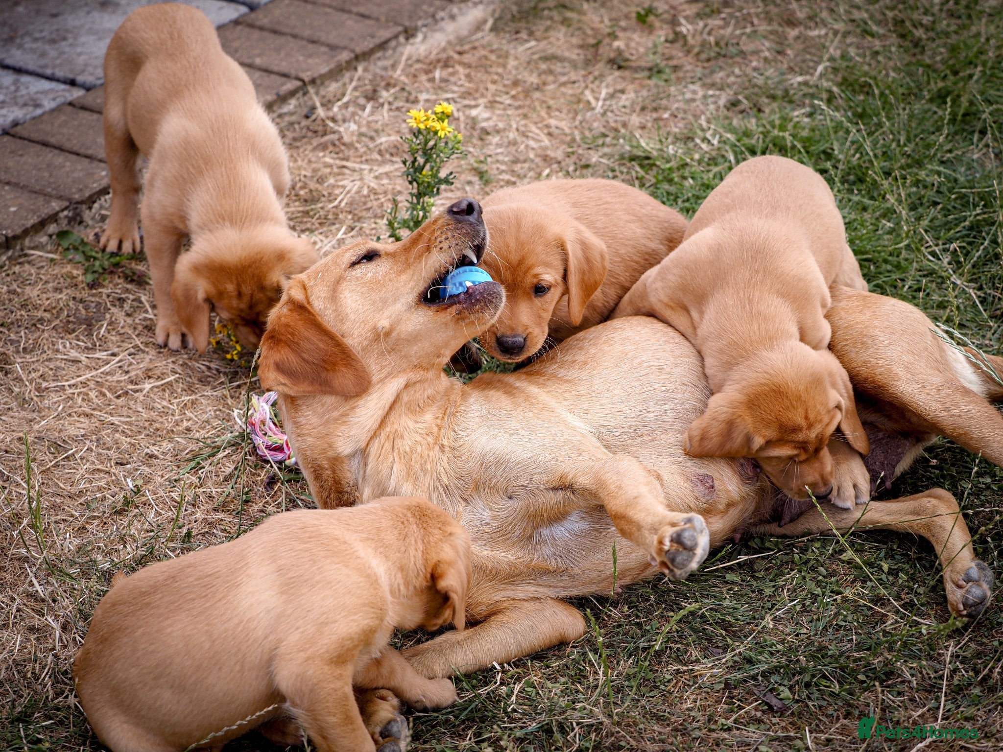 Labrador Retriever dogs Elite Litter: KC Registered Fox Red Labrador Pups - Advert 2