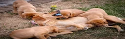 Labrador Retriever dogs for sale: Elite Litter: KC Registered Fox Red Labrador Pups - Advert 2