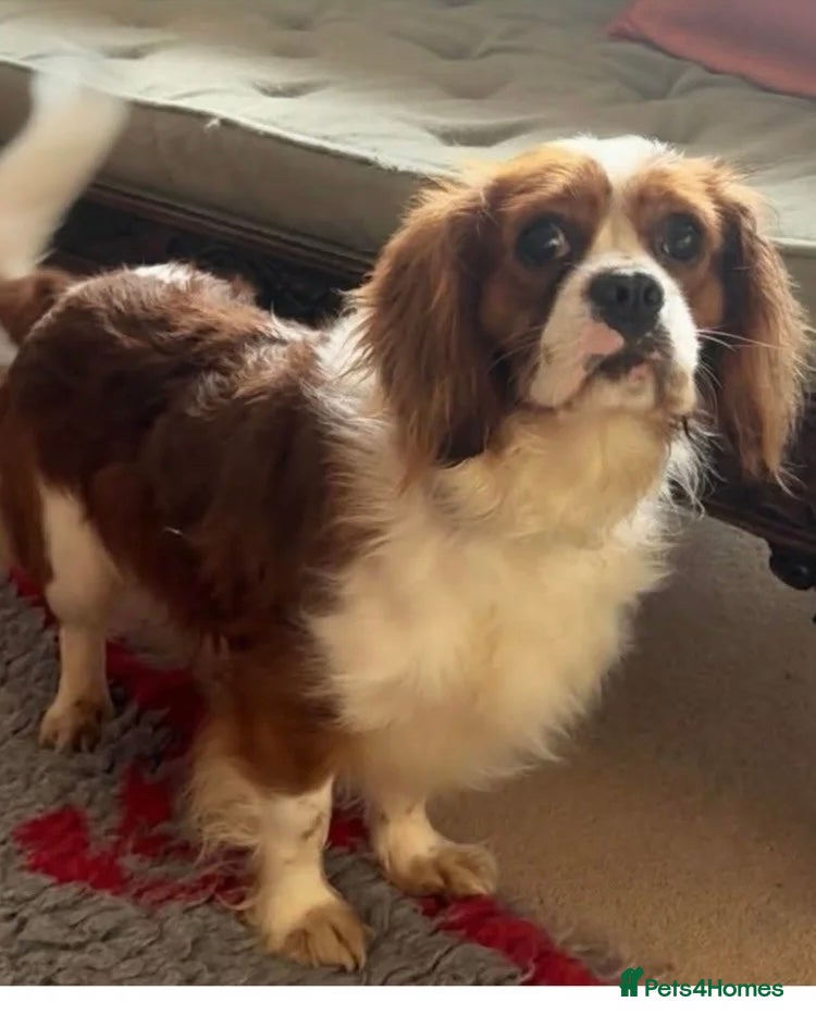 Cavalier King Charles Spaniel dogs Fully Health tested Cavalier at stud  - Advert 5