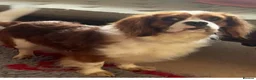 Cavalier King Charles Spaniel dogs for stud: Fully Health tested Cavalier at stud  - Advert 1