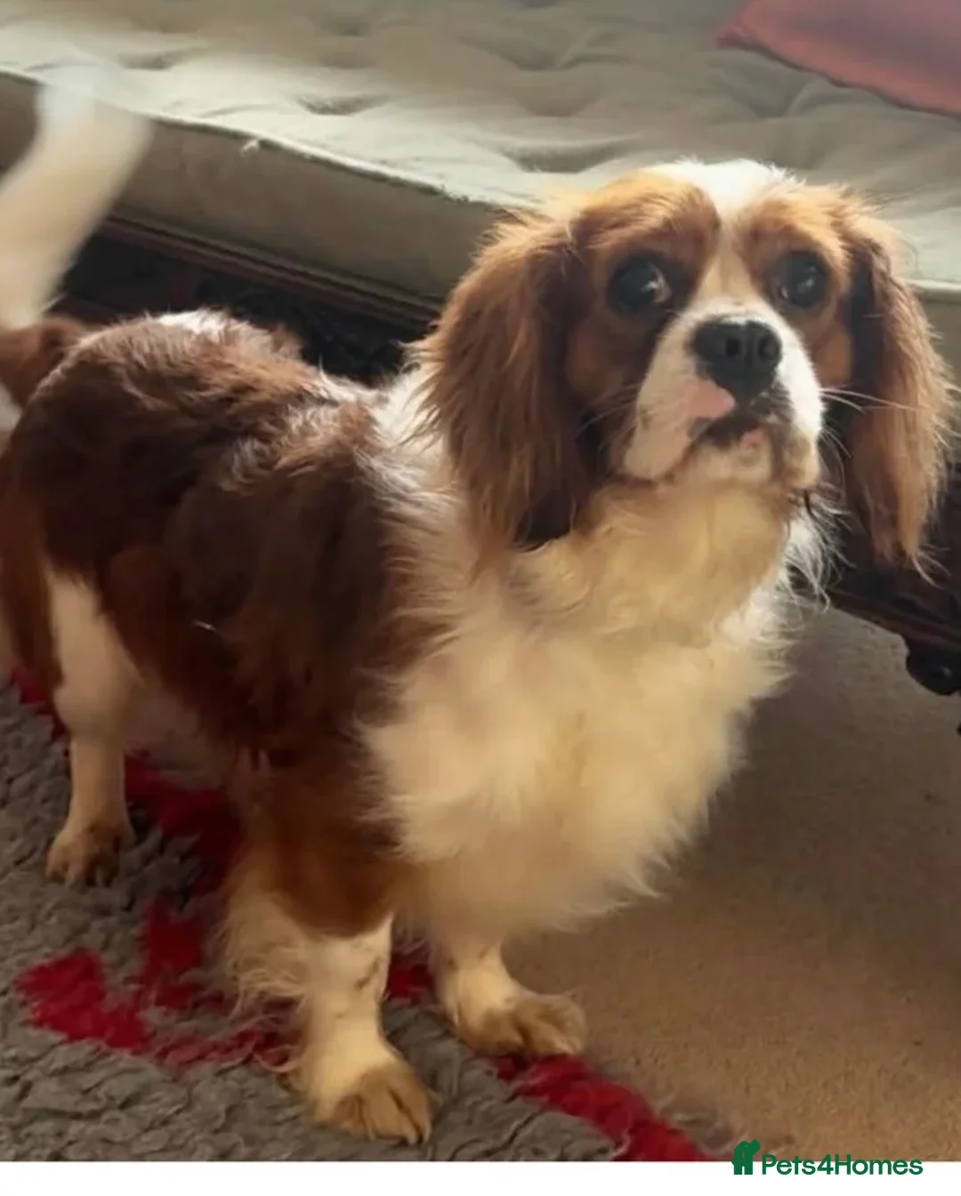 Cavalier King Charles Spaniel dogs for stud: Fully Health tested Cavalier at stud  - Advert 1