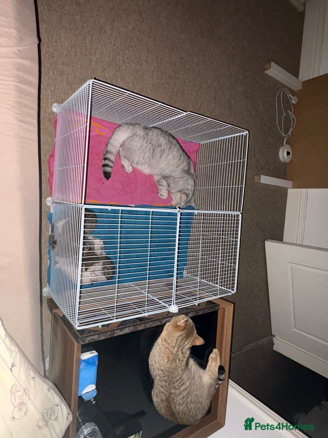 British Shorthair cats for sale: Golden british short hair kittens - Image 13