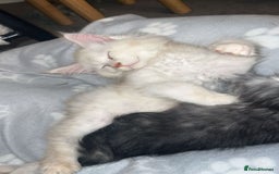 Maine Coon cats for sale: Stunning championship Maine coons for sale - Image 12