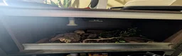 Snake reptiles for sale: Hognose snake for sale  - Advert 5