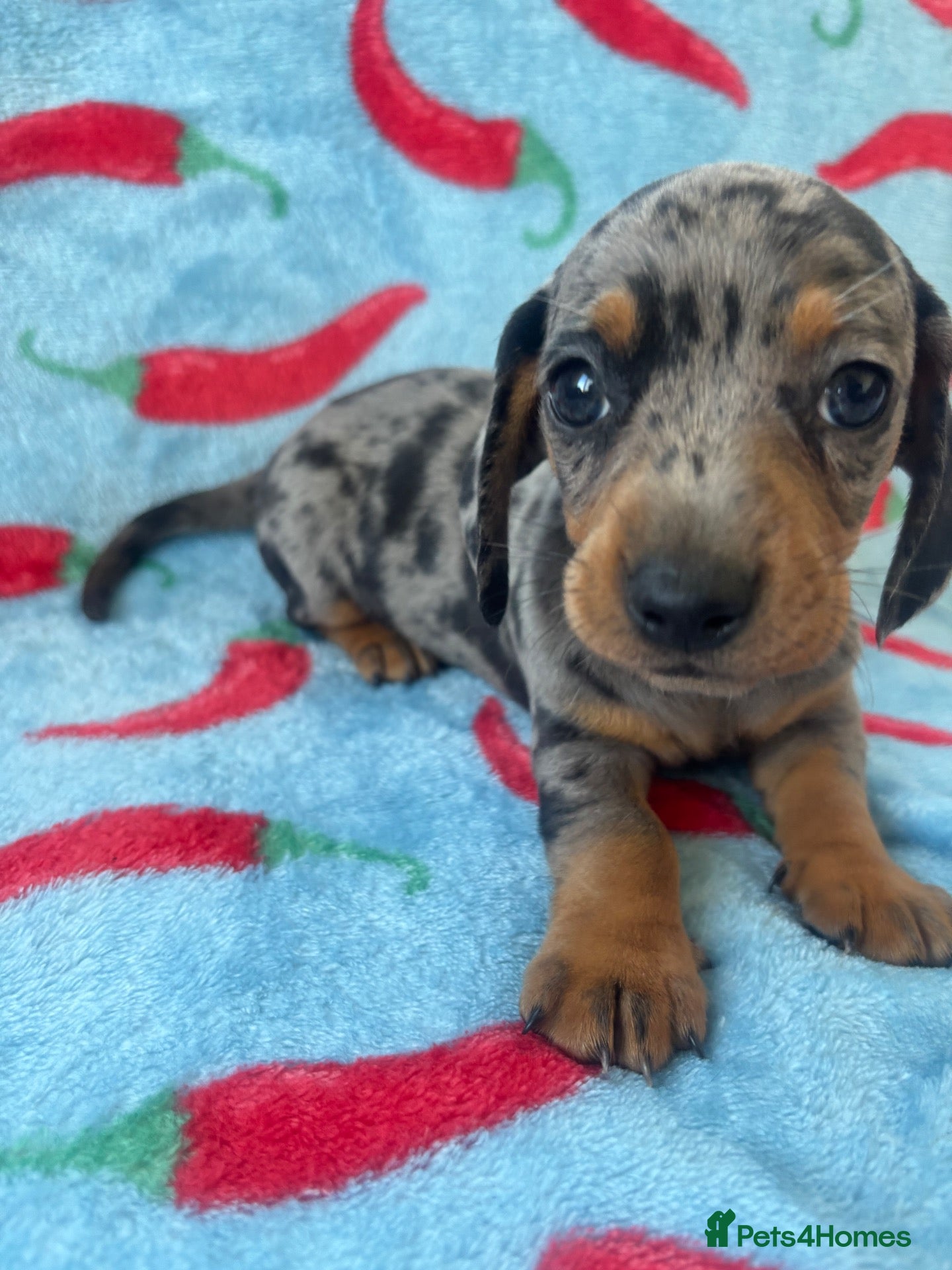 Dachshund dogs dash hound pups - Advert 1