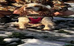 Mixed Breed dogs for sale: These are cocker cross Staffordshire bull  - Image 4