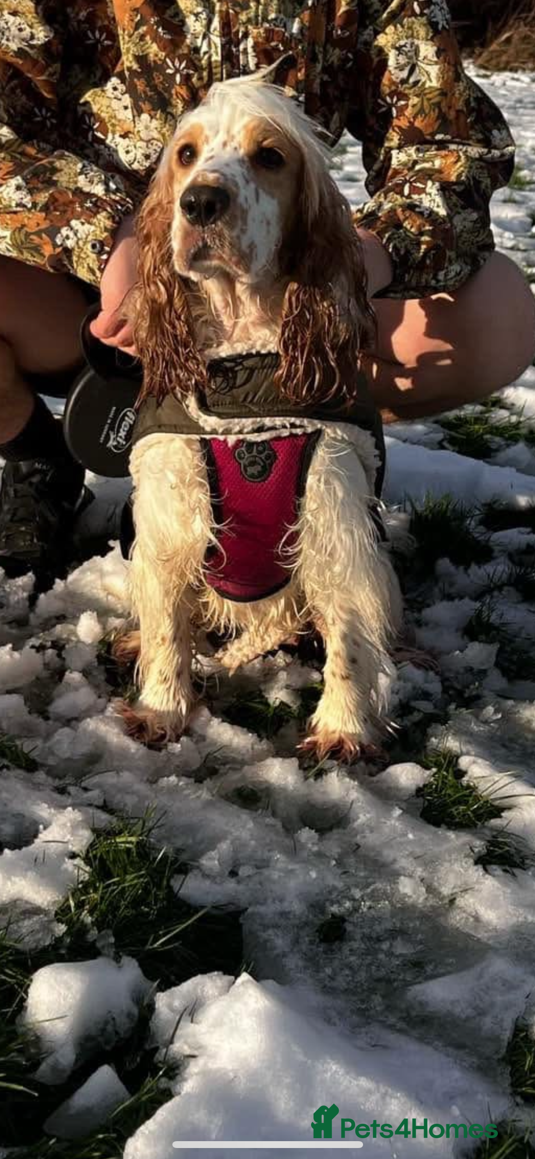 Mixed Breed dogs for sale: These are cocker cross Staffordshire bull  - Image 4