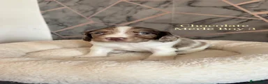 Cocker Spaniel 4