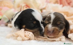 Miniature Dachshund dogs for sale: KC Miniature Dachshund Puppies - Image 27