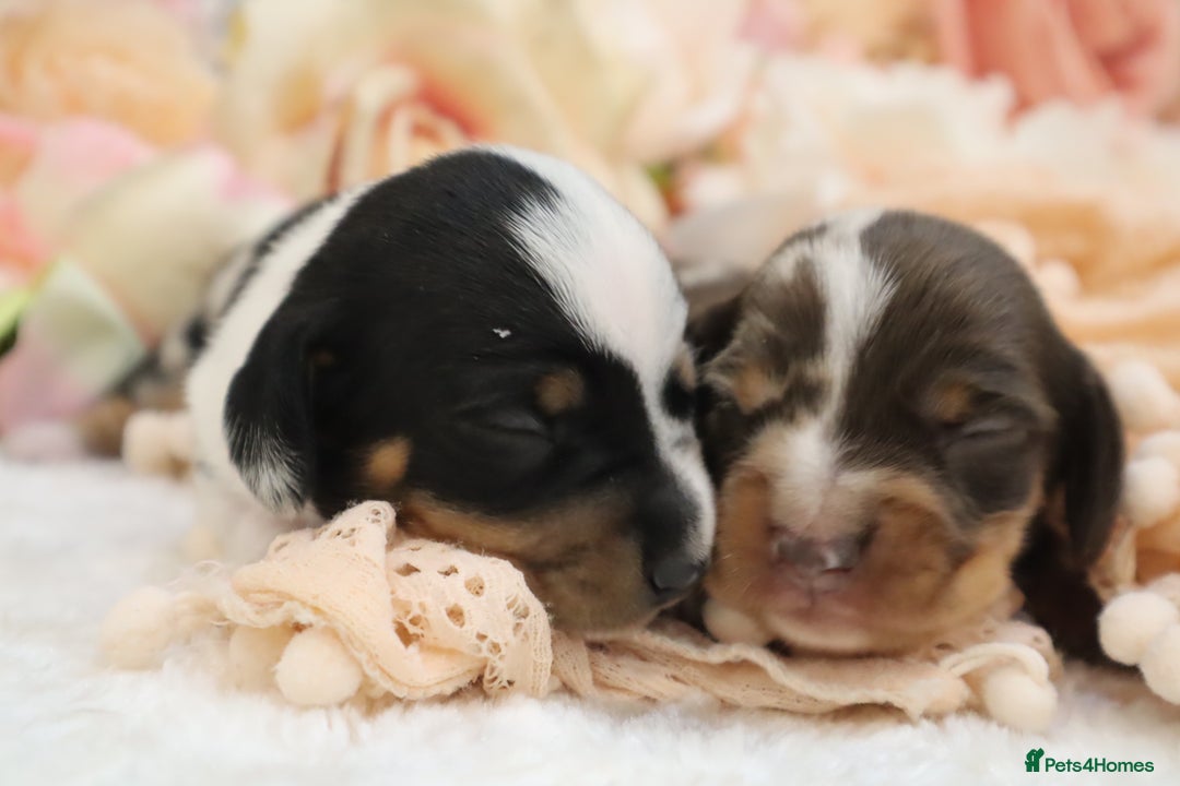 Miniature Dachshund dogs for sale: KC Miniature Dachshund Puppies - Image 27