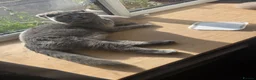 Scottish Fold cats for sale: Gorgeous & calm British Blue Scottish Fold kittens - Advert 1