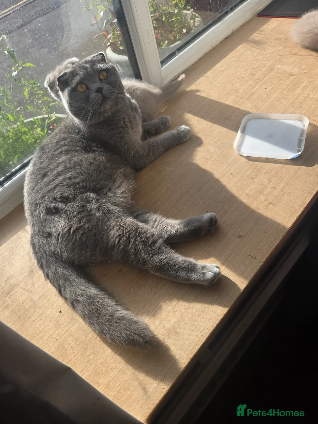 Scottish Fold cats for sale: Gorgeous & calm British Blue Scottish Fold kittens - Advert 1