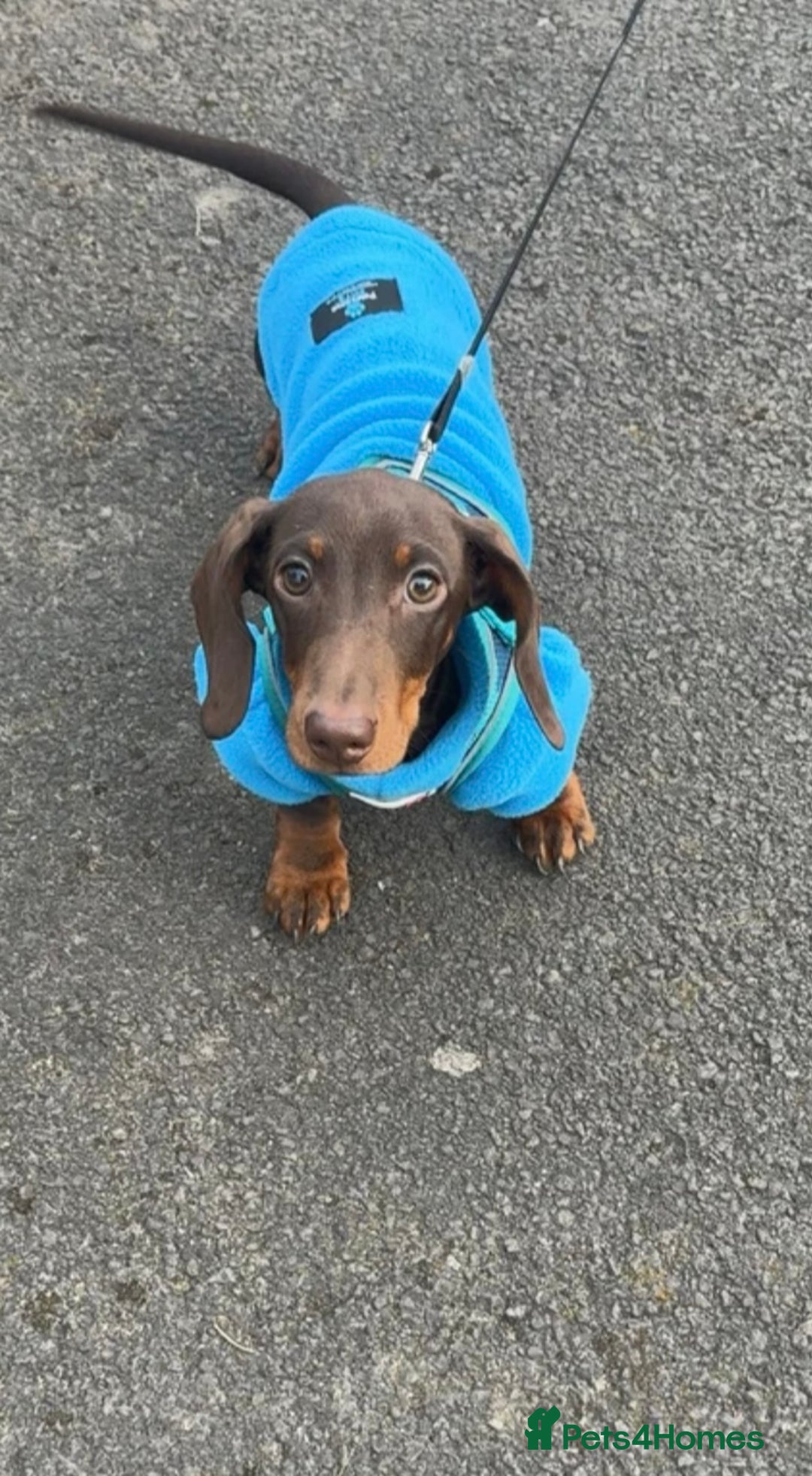Dachshund dogs for sale: Male dachshund (Valentino) - Advert 2